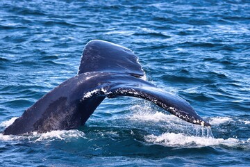 Obraz premium Bar Harbor, Maine USA