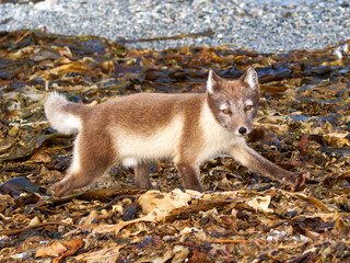 Arctic Fox Cub during the Summer, Gnålodden, Hornsund fjord, Spitzbergen, Svalbard