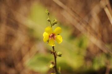 Un fiore giallo