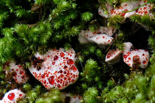 Inedible Hydnellum peckii fungus with funnel-shaped cap with a white edge and bright red guttation droplets, common names: strawberries and cream, bleeding Hydnellum, Devil's tooth.