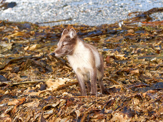 Arctic Fox Cub during the Summer, Gnålodden, Hornsund fjord, Spitzbergen, Svalbard