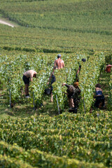 Seasonal workers harvesting ripe chardonnay wine grapes on Cote des Blancs, harvest on green grand...