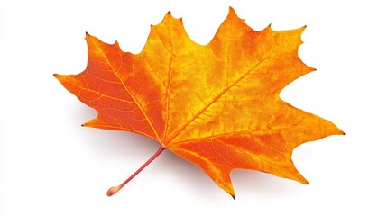 Fototapeta premium Crimson leaf on pristine white.