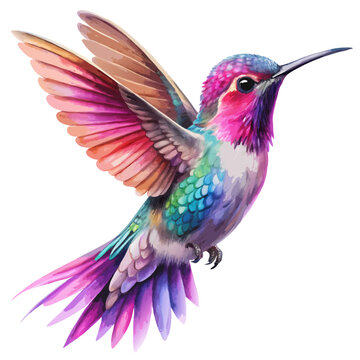watercolor Hummingbird clipart, flying hummingbird isolated on white background