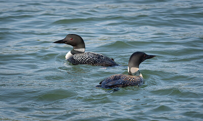 common loon swimming on a lake in summer