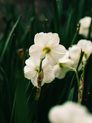 Fototapeta premium White flowers in the garden
