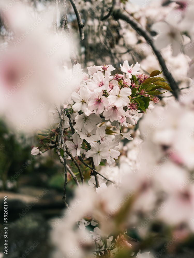 Wall mural Spring blossom in the garden