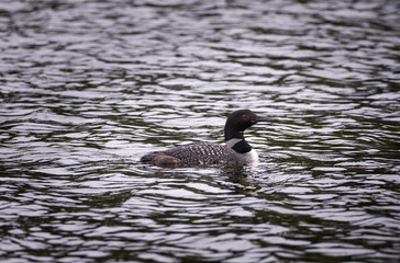 common loon swimming on a lake in summer