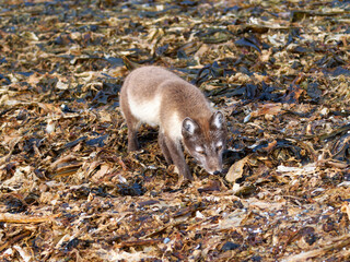 Arctic Fox Cub during the Summer, Gnålodden, Hornsund fjord, Spitzbergen, Svalbard