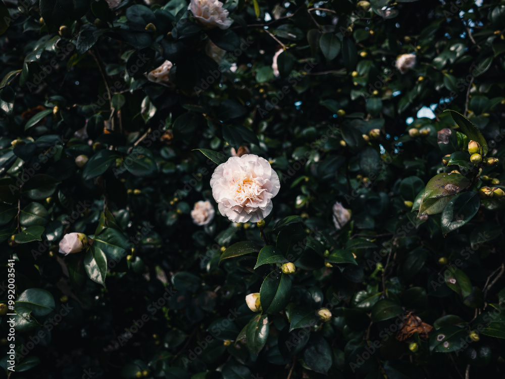 Wall mural Camellia flower in the garden