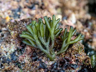 selective focus of Velvet horn seaweed (Codium tomentosum) on a rock at low tide in Galicia (Spain)