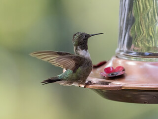 hummingbird perched on a feeder on a summer day