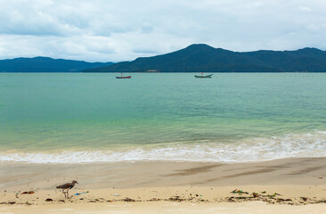 pássaro quero-quero na praia do forte jurere internacional Florianopolis Santa Catarina Brasil