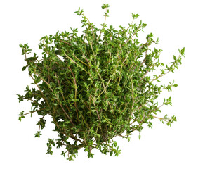 Obraz premium Fresh thyme herb with transparent background, small green leaves, ideal for seasoning or garnish.
