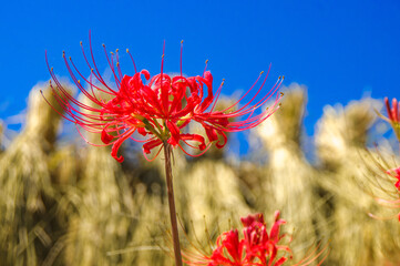 秋の花、赤い彼岸花と稲干し、青空