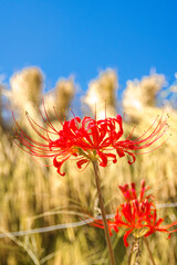 秋の花、赤い彼岸花と稲干し、青空