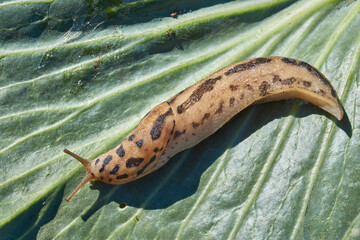A great slug (lat. Limax maximus) crawls on cabbage leaves. The great slug or the great leopard slug is a terrestrial gastropod mollusk of the order pulmonary snails of the family Limacidae.