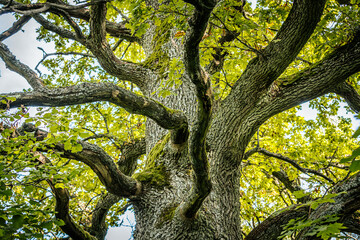 A majestic oak tree seen from the base, its thick trunk covered in moss and reaching up into a canopy of vibrant green leaves. The branches spread wide against a bright sky.