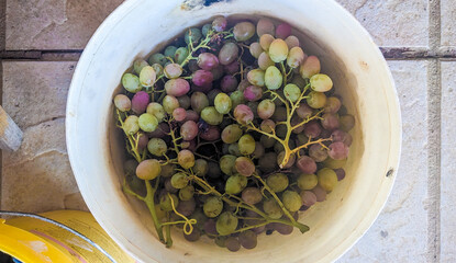 Fresh grape fruit, top view photo