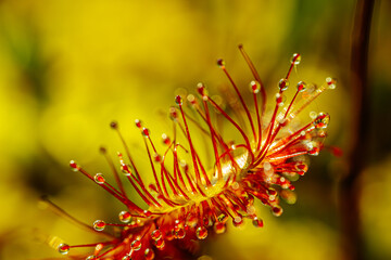 Close-up macro image of a carnivorous sundew plant showcasing its vibrant red tentacles covered in glistening dew-like droplets against a soft green background.