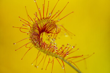 Close-up macro image of a carnivorous sundew plant showcasing its vibrant red tentacles covered in glistening dew-like droplets against a soft green background.