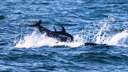 Obraz premium Bar Harbor, Maine USA