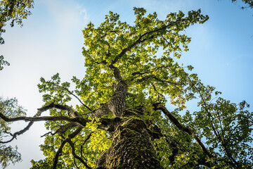 A majestic oak tree seen from the base, its thick trunk covered in moss and reaching up into a canopy of vibrant green leaves. The branches spread wide against a bright sky.