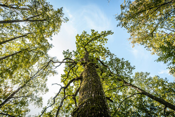 A low-angle view of a tree canopy with twisting branches covered in lush green leaves, set against a clear blue sky. The sunlight filters through the leaves