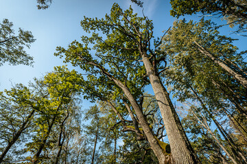 A low-angle view of a tree canopy with twisting branches covered in lush green leaves, set against a clear blue sky. The sunlight filters through the leaves