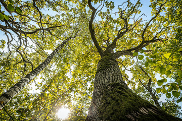Fototapeta premium A low-angle view of a tree canopy with twisting branches covered in lush green leaves, set against a clear blue sky. The sunlight filters through the leaves