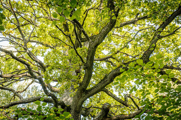 A low-angle view of a tree canopy with twisting branches covered in lush green leaves, set against a clear blue sky. The sunlight filters through the leaves