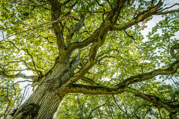A low-angle view of a tree canopy with twisting branches covered in lush green leaves, set against a clear blue sky. The sunlight filters through the leaves
