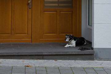 Dog relaxing on a porch in a quiet neighborhood during autumn