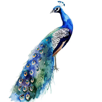 recommend clip art: Watercolor of Peacock, isolated on a white background, and Peacock vector