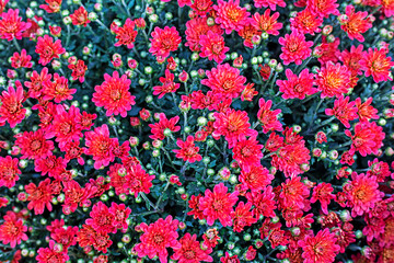 background of soft purple small chrysanthemums. Autumn and All Saints' Day Halloween