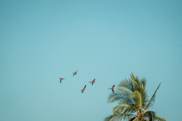 flock of scarlet macaw birds fly flying group parrot  © PIC by Femke