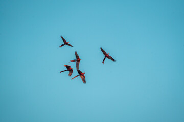 flock of scarlet macaw birds fly flying group parrot 