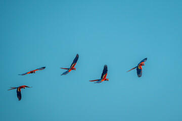 flock of scarlet macaw birds fly flying group parrot 