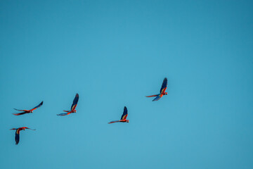 Obraz premium flock of scarlet macaw birds fly flying group parrot 