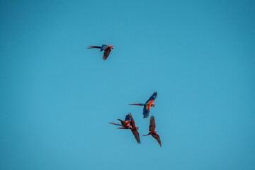 flock of scarlet macaw parrot birds flying