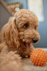 Poodle laying on floor with an orange toy in cozy living room, showing playful expression and shaggy fur