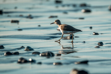 beautiful bird on shore running pretty small cute