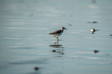 beautiful bird on shore running pretty small cute