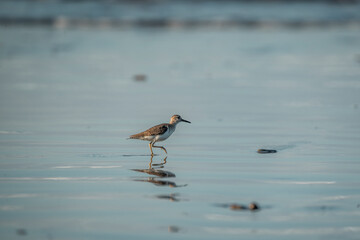 beautiful bird on shore running pretty small cute