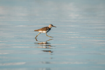 beautiful bird on shore running pretty small cute