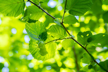 detail of hazelnuts hanging on a branch of a common hazel tree (Corylus avellana) with blurred background