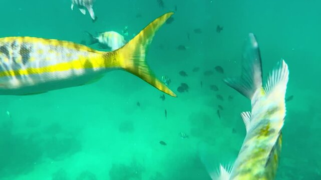 Snorkeling in Varadero, Cuba with tropical fish underwater