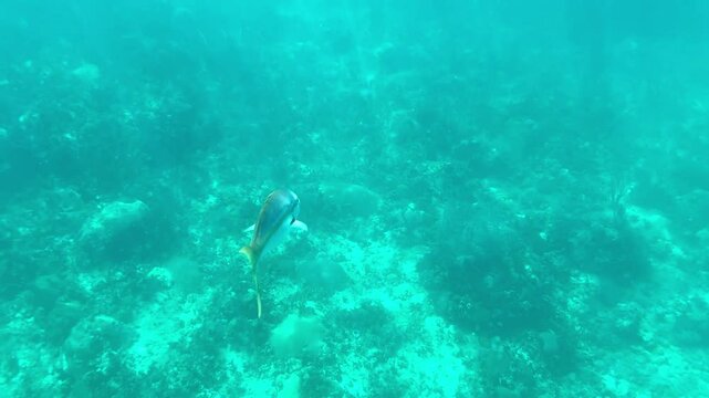 Underwater view of fish in the blue waters of Varadero, Cuba