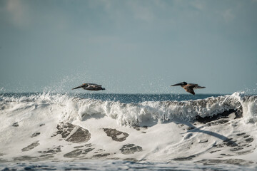 brown pelicans bird hovering above the ocean sea 