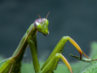 Praying mantis ambuscading on a plant leaf